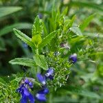 Veronica austriaca Leaf