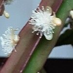 Rhipsalis elliptica Blomst