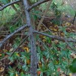 Photinia davidiana 樹皮