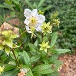 Carpenteria californica Flor