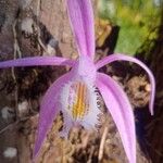 Pleione praecoxപുഷ്പം