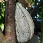 Theobroma cacao 果實