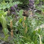 Carex parviflora Hábito