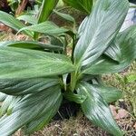 Epipremnum amplissimum Hoja