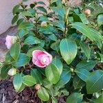 Camellia saluenensis Květ