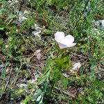 Althaea hirsuta Blomst