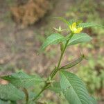 Ludwigia erecta Habit