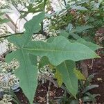 Brachychiton bidwillii Lapas