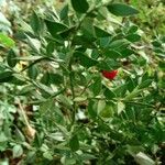 Ruscus aculeatusBlatt