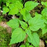 Circaea alpina Leaf