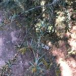 Juniperus procumbens 葉