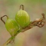 Carex alba Fruchs