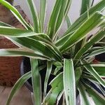 Chlorophytum capenseLeaf