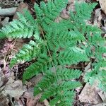 Dryopteris dilatata Leaf