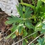 Potentilla argenteaЛисток