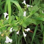 Clinopodium nepeta Vekstform