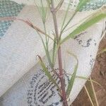 Amsonia longiflora Blatt