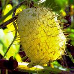 Echinocystis lobata Frucht