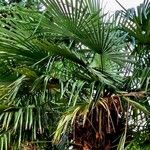Trachycarpus fortunei Leaf