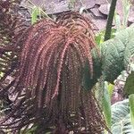 Gunnera insignis Habit