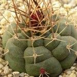 Matucana oreodoxa 整株植物