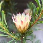 Protea repensFleur