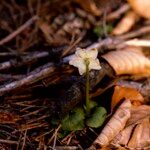 Moneses uniflora Cvet