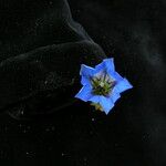 Gentiana meiantha موطن