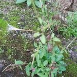 Epilobium lanceolatum Habit