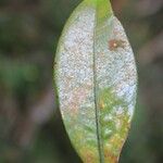 Erythroxylum laurifolium Leaf