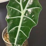 Alocasia longiloba Ліст