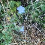 Silene noctifloraFlower