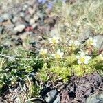 Saxifraga exarataBlodyn