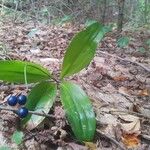 Clintonia borealis Fruit