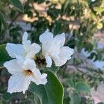 Cordia boissieri 花