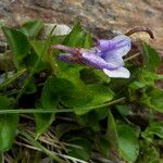 Viola palustris Hábito