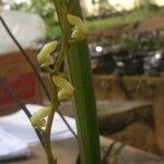 Bulbophyllum calyptratum Kwiat