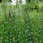 Cichorium endivia Hábitos