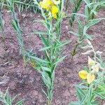 Crotalaria juncea Folla