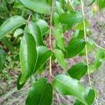Zanthoxylum clava-herculis Hoja