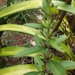Hygrophila costata Leaf