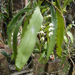 Cyrtorchis monteiroae Hábito
