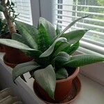 Sansevieria hyacinthoides Blad