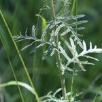 Jacobaea erucifolia Blatt