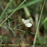 Lathyrus saxatilis Flower