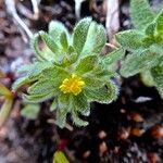 Hemizonella minima Flower