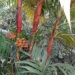 Areca vestiariaᱪᱷᱟᱹᱞᱤ