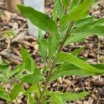 Oenothera triloba Hoja