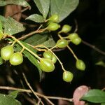 Rinorea hummelii Fruit