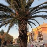 Phoenix canariensis Habitus